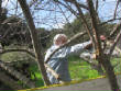 BradshawYardParty/marvin_pruning.JPG