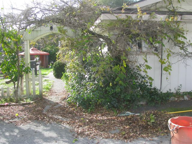 BradshawYardParty/bradshaw_wisteria_everywhere.JPG