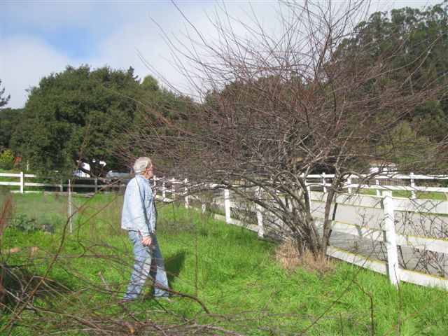 BradshawYardParty/marvin_assessing_tree.JPG
